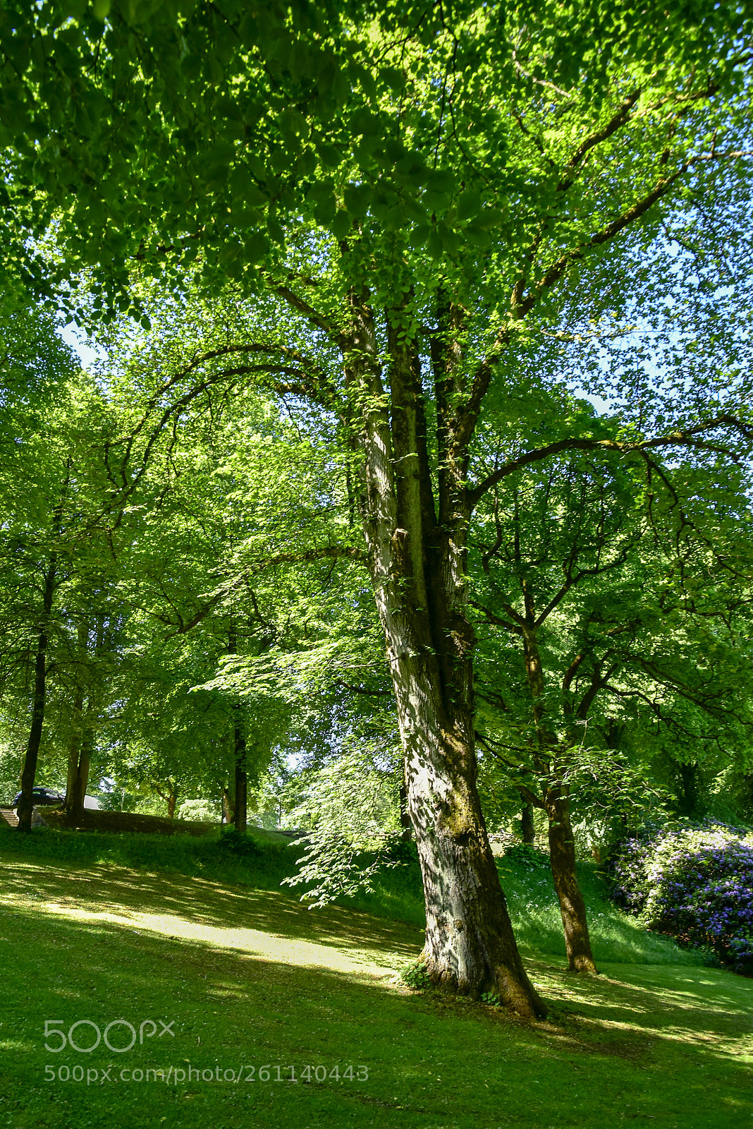 Nikon D5500 sample photo. Stadsparken_14 photography