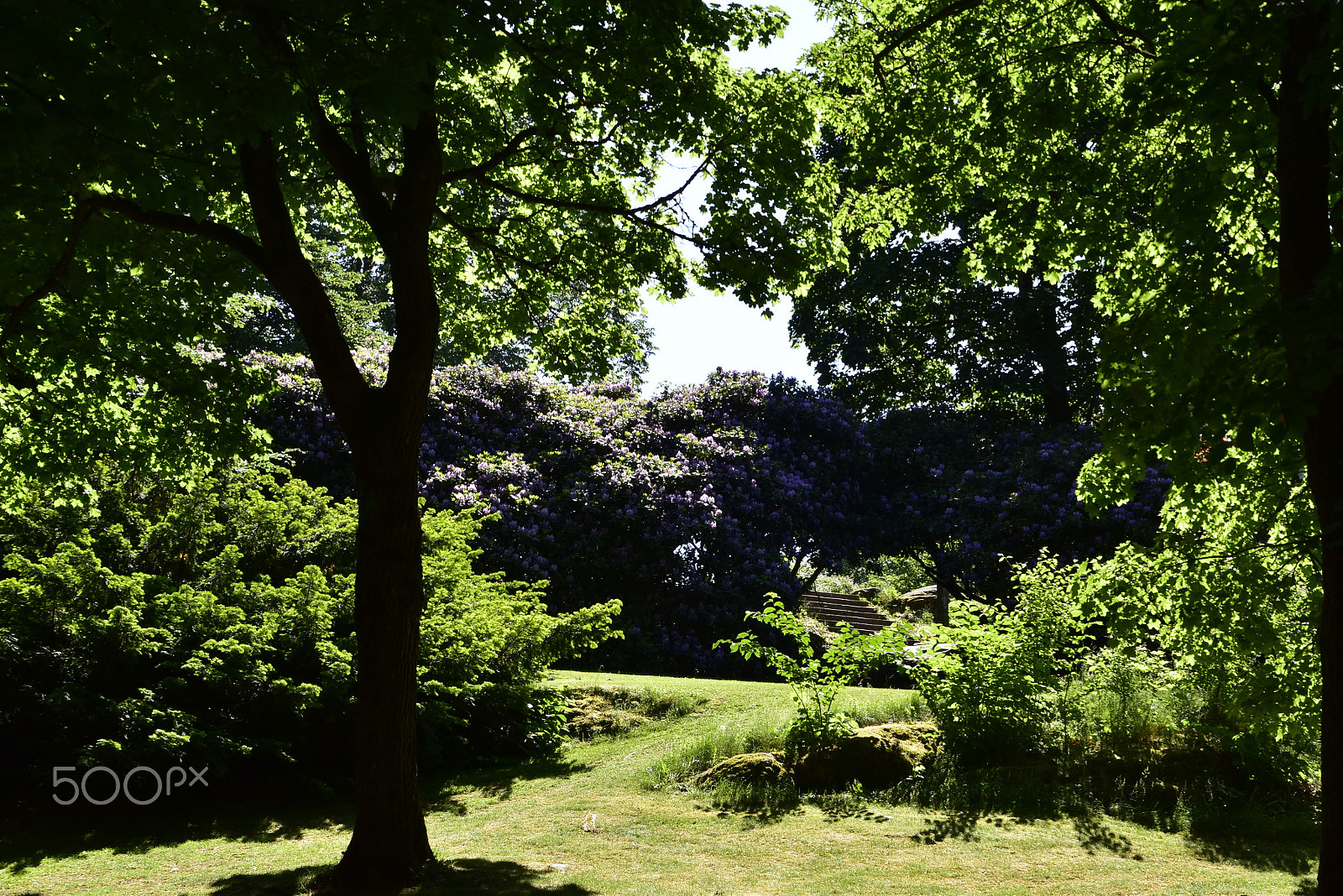 Nikon D5500 sample photo. Stadsparken_16 photography