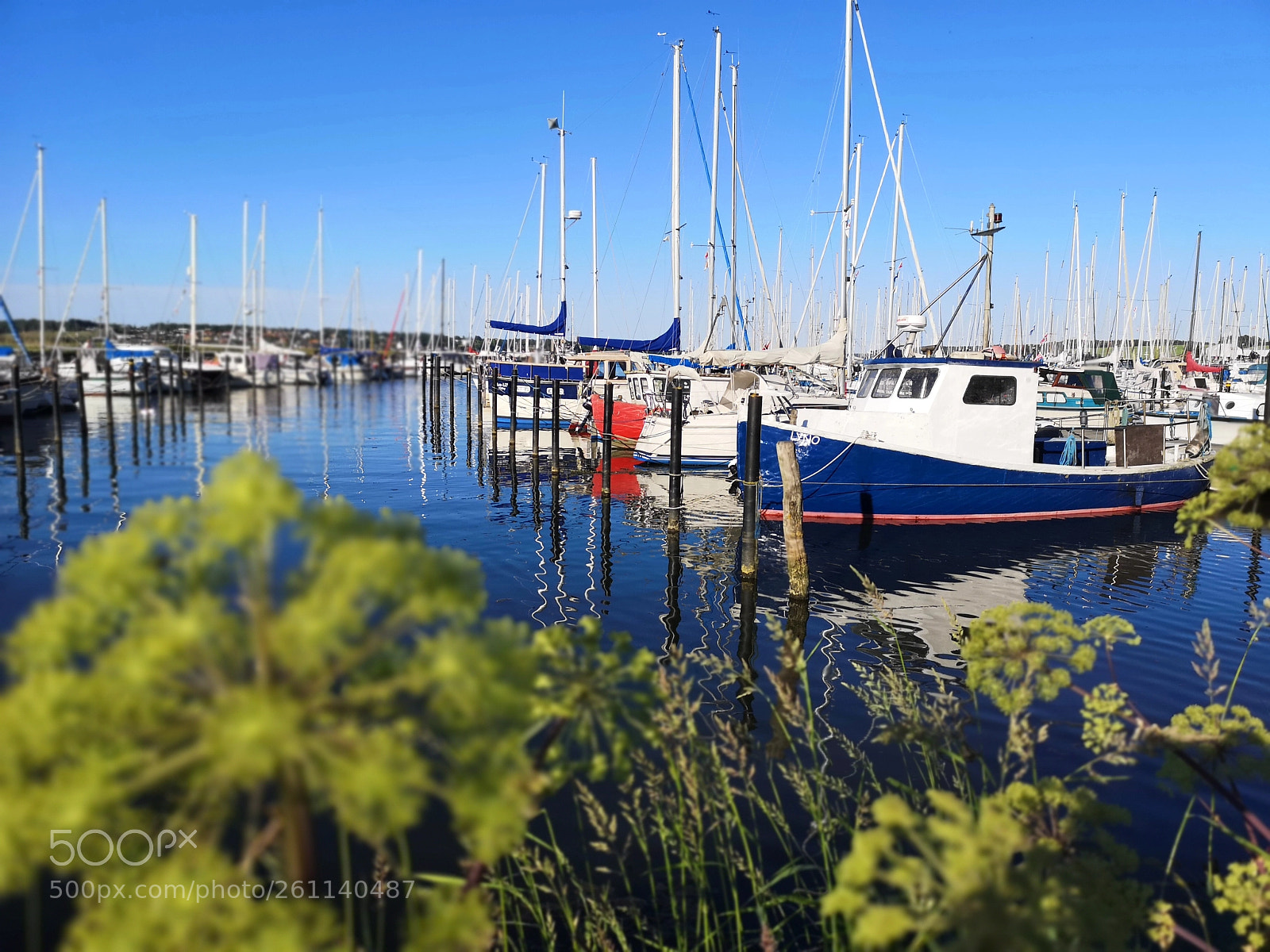 HUAWEI CLT-L29 sample photo. Walk in the park photography