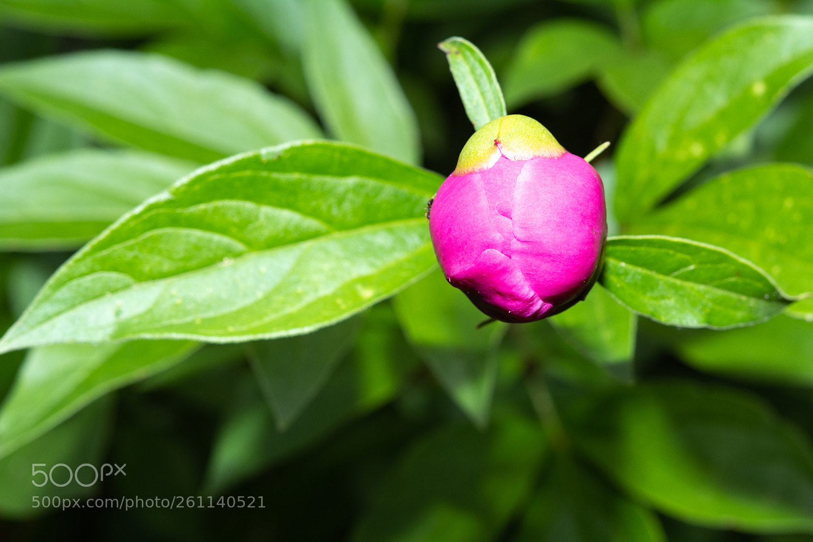 Nikon D7100 sample photo. Audrey ii photography