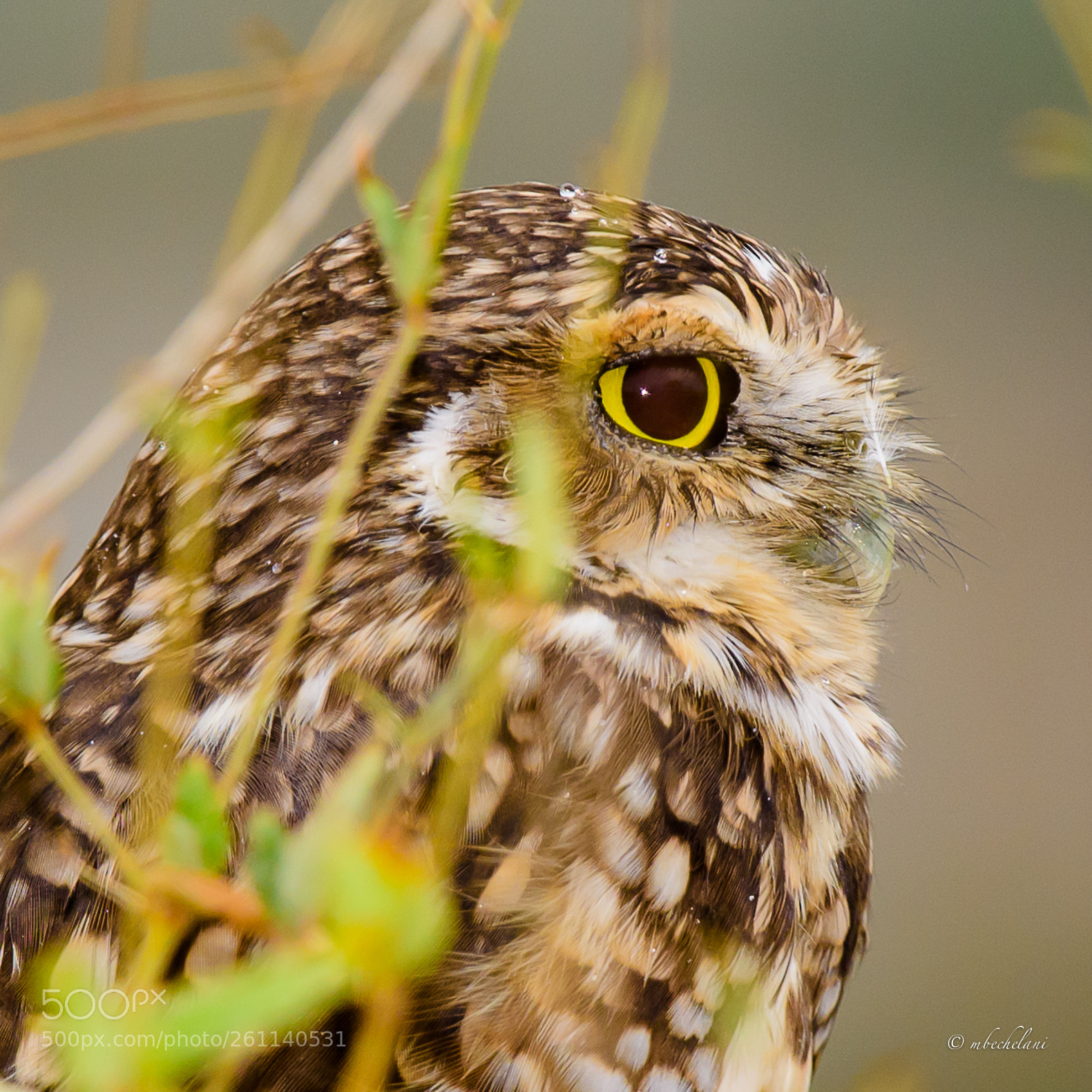 Nikon D810 sample photo. Mbs photography