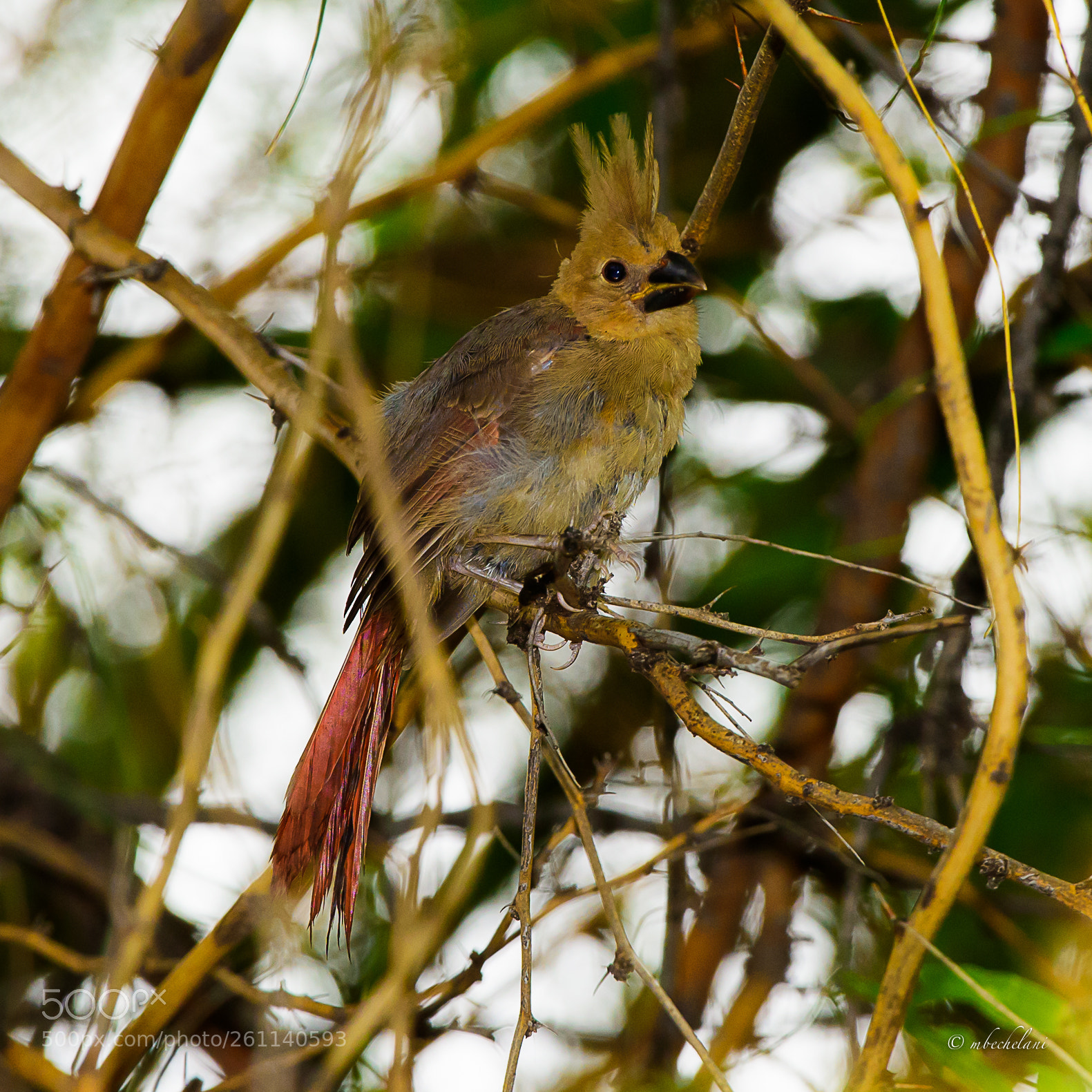 Nikon D810 sample photo. Mbs photography