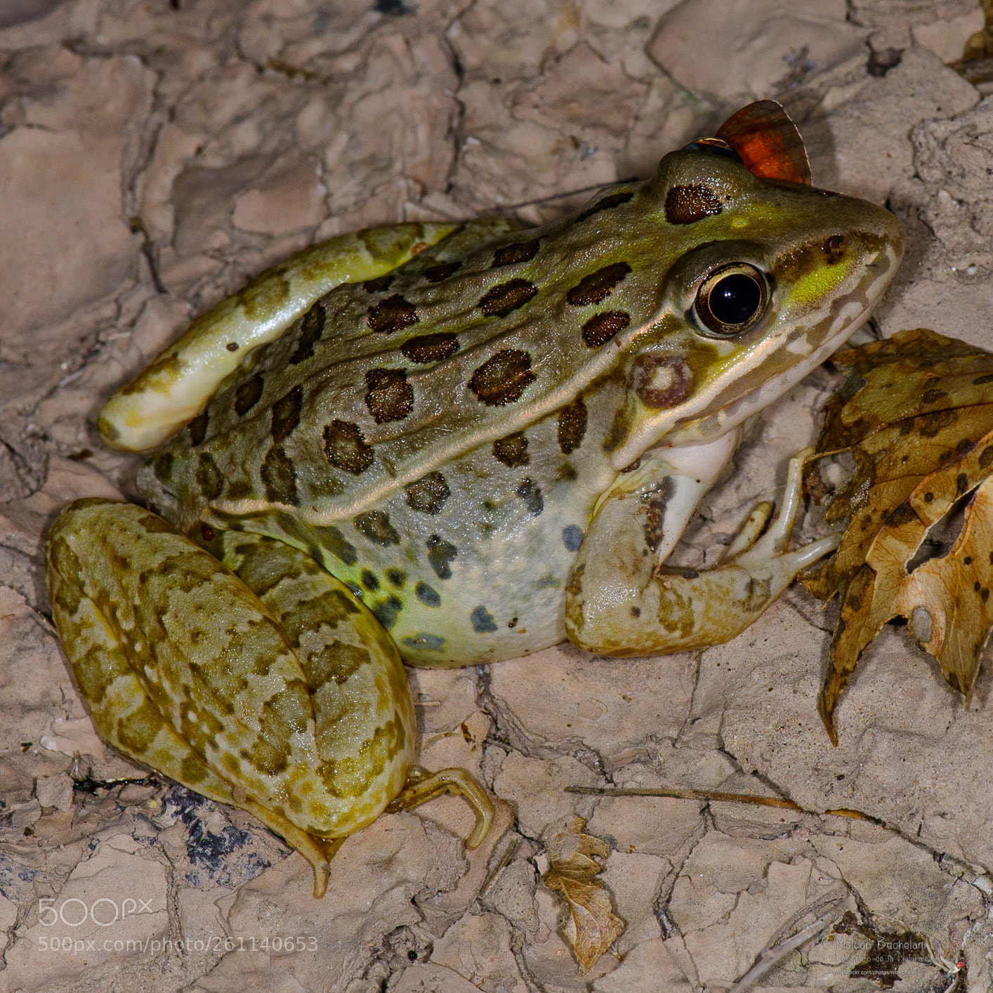 Nikon D800 sample photo. Dsc photography