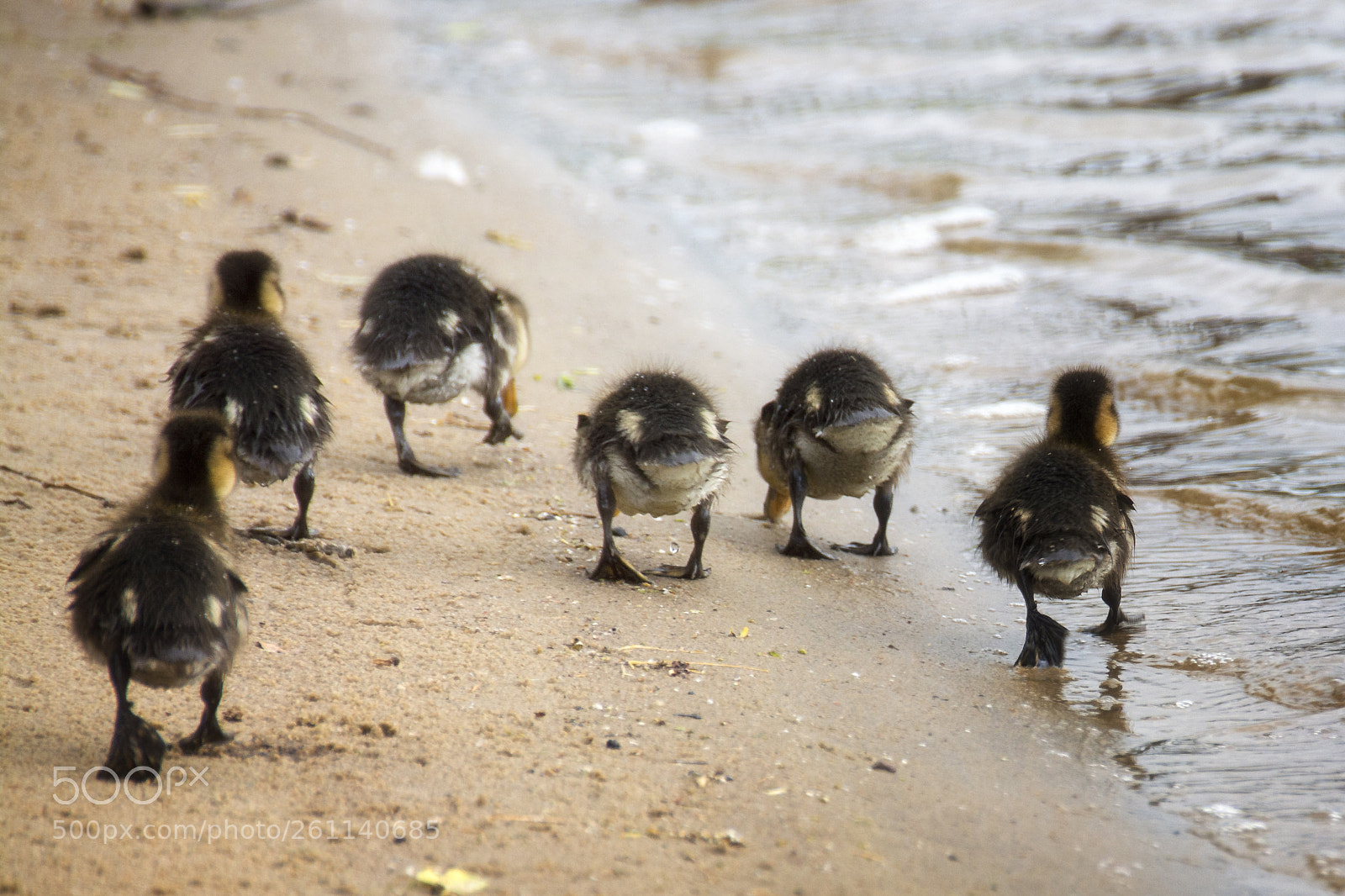 Nikon D5200 sample photo. Потопали photography