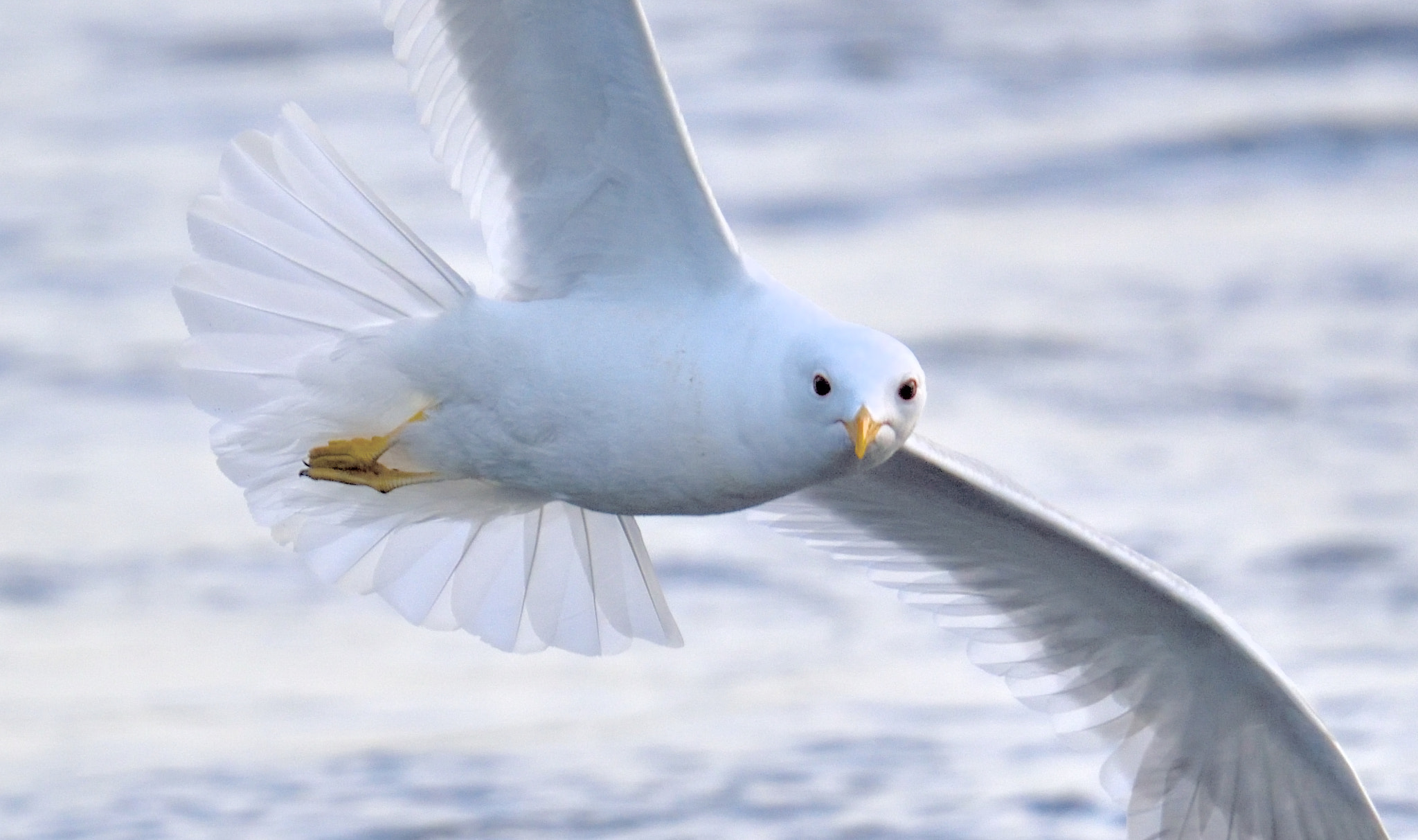 Nikon D750 sample photo. Gull photography