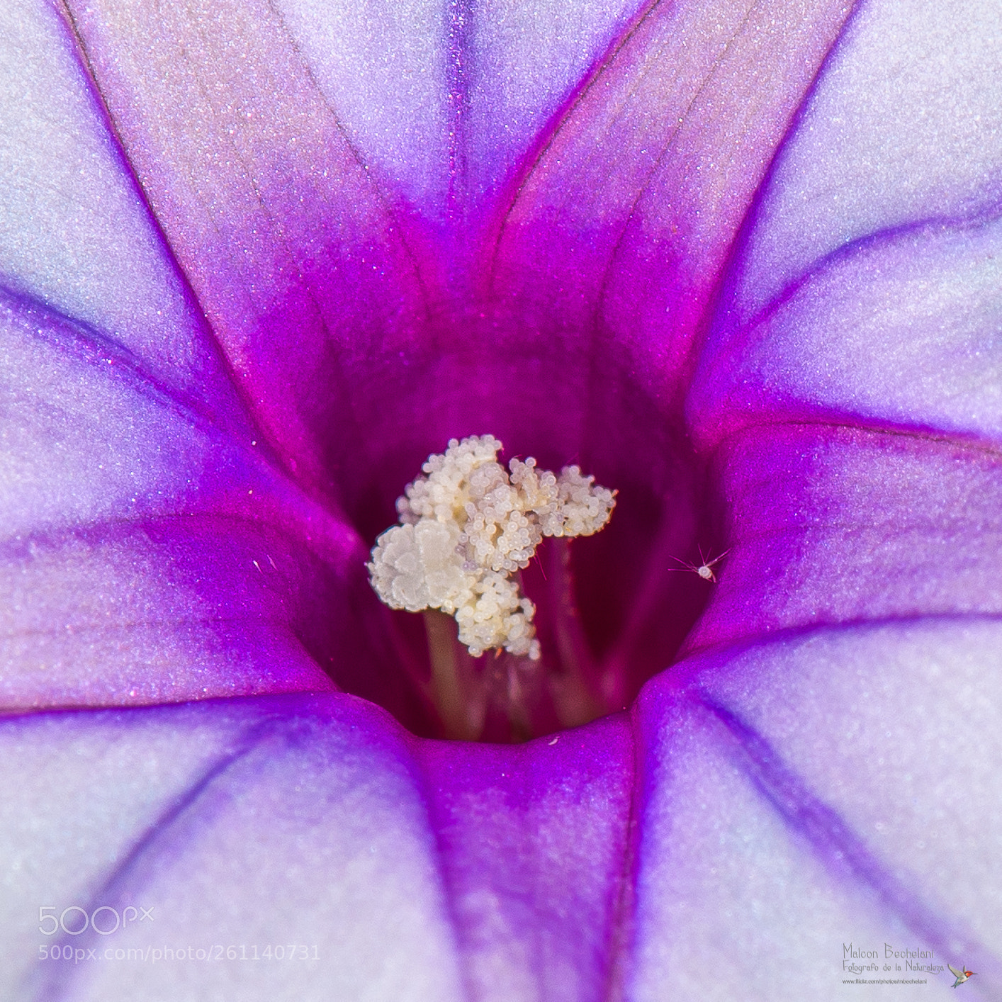 Nikon D800 sample photo. _dsc1169-2.jpg photography