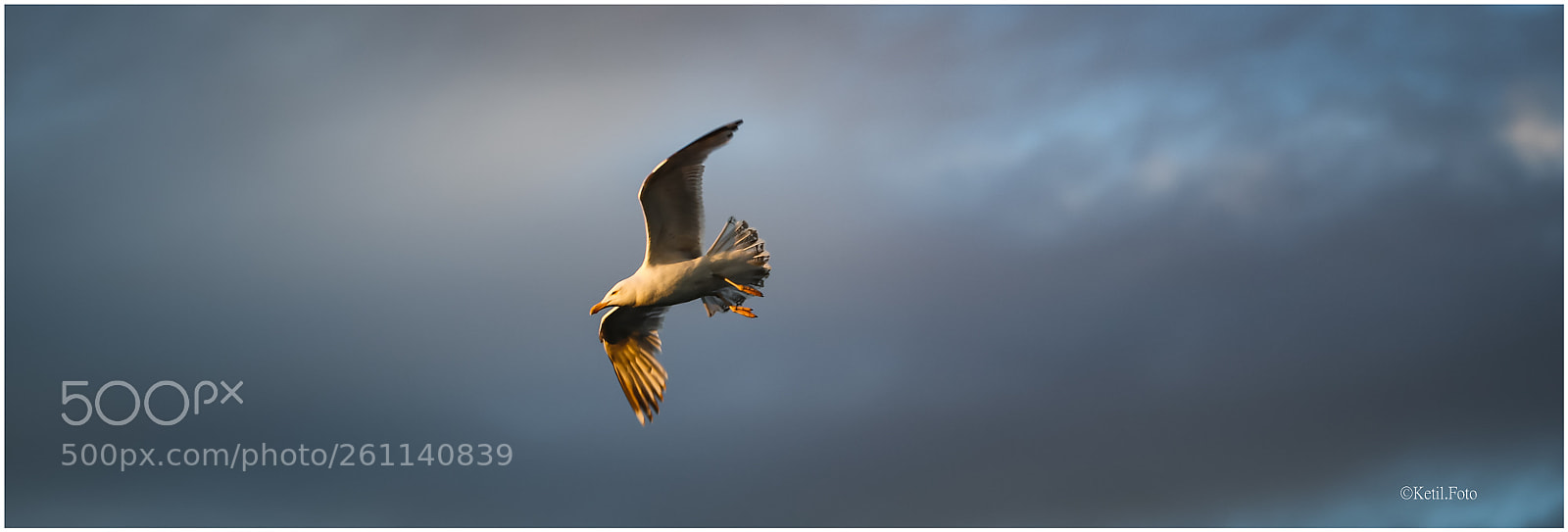 Canon EOS 80D sample photo. Seagull photography