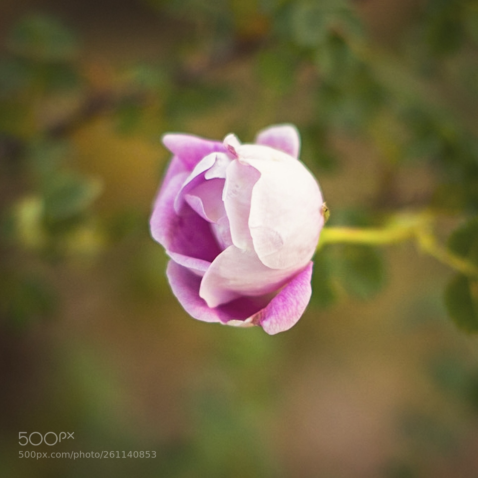 Sony a7R sample photo. Pink rose  photography