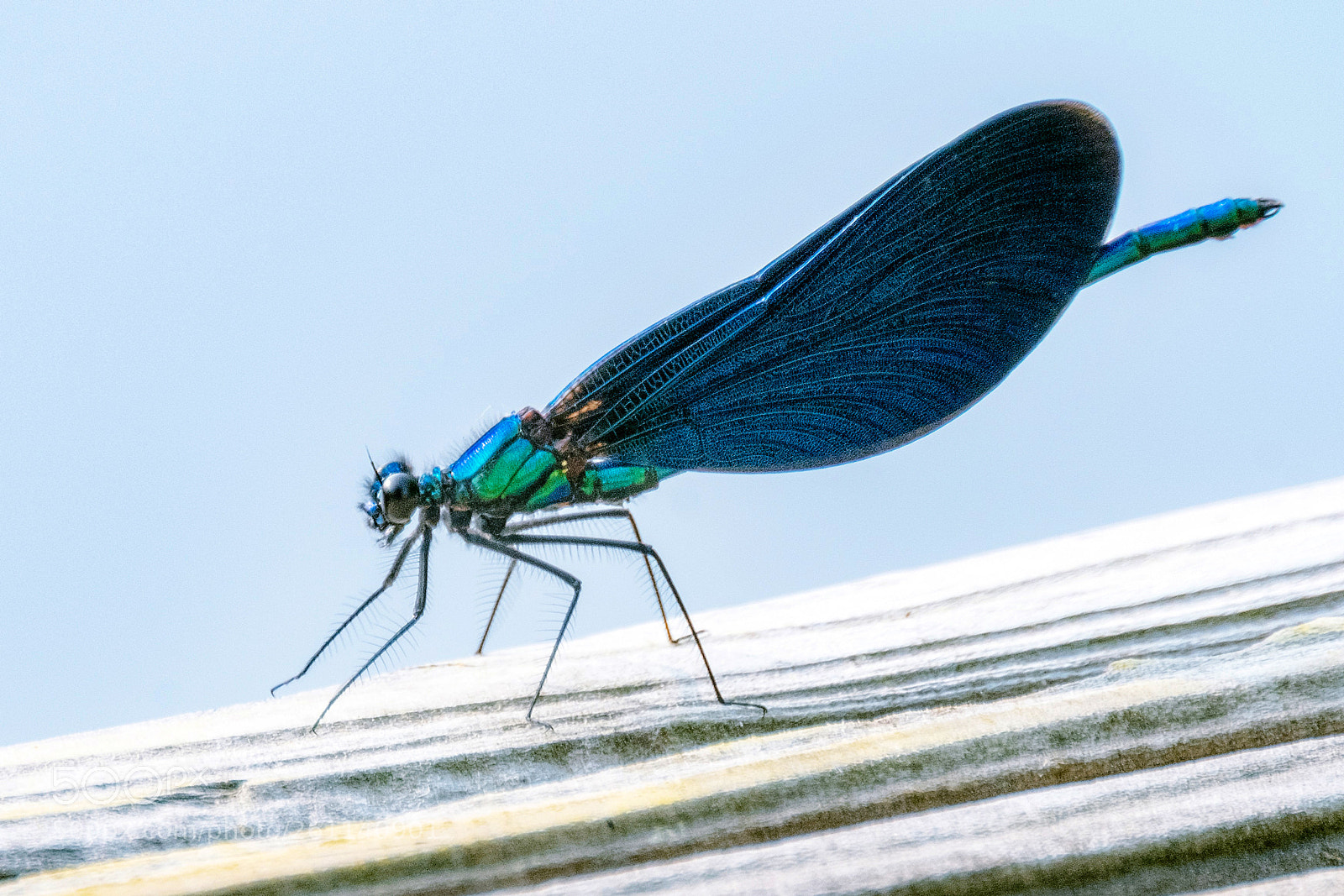 Fujifilm X-T2 sample photo. Blaufl gel prachtlibelle photography