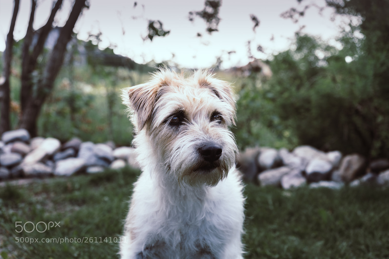 Sony a7 III sample photo. Animals next supermodel photography