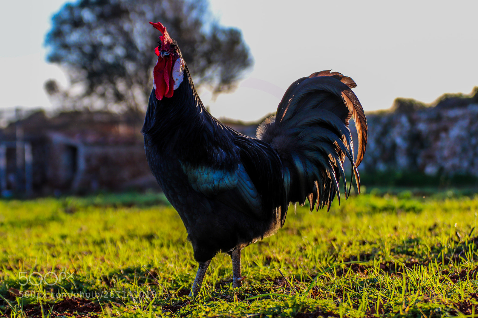 Canon EOS 77D (EOS 9000D / EOS 770D) sample photo. Typical menorquin rooster photography