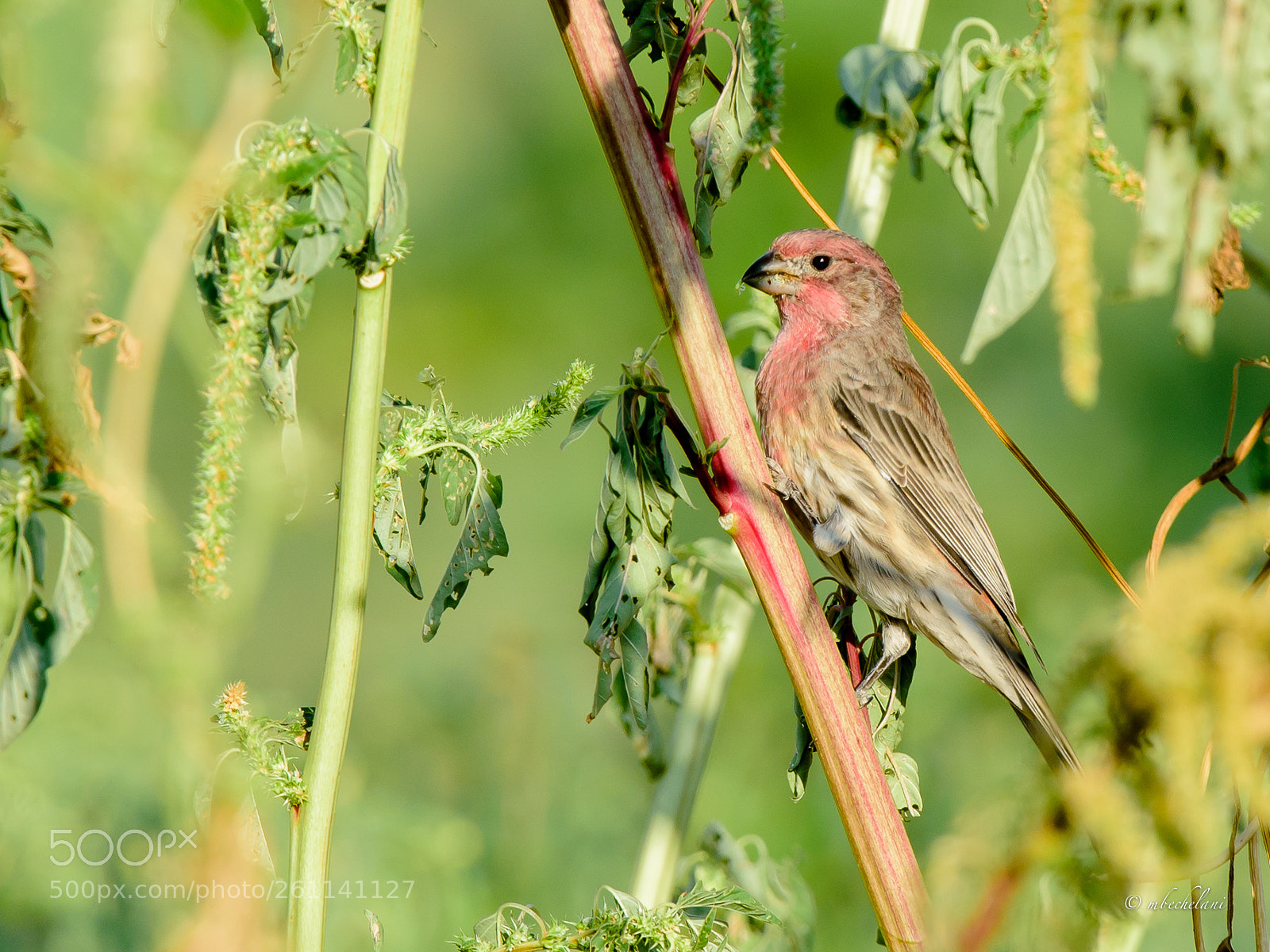 Nikon D810 sample photo. Mbs photography
