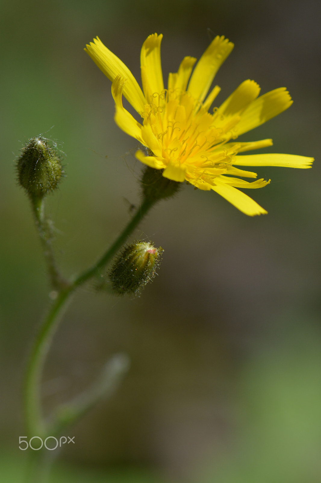 Nikon D7100 + Nikon AF-S Micro-Nikkor 105mm F2.8G IF-ED VR sample photo. Macro shot of small yellow flower in the forrest. photography