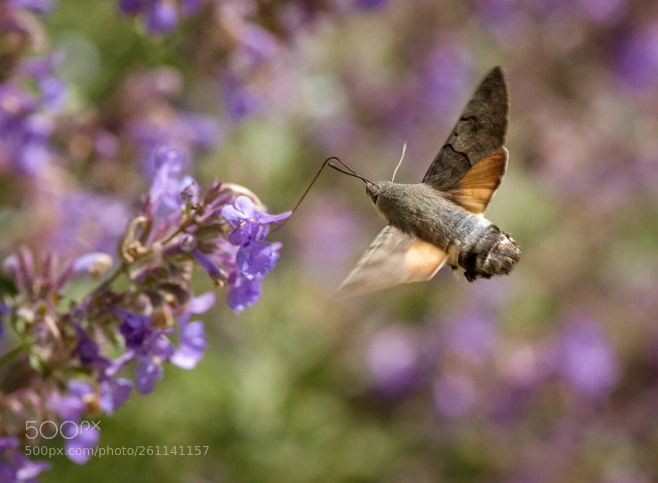 Nikon D810 sample photo. Untitled photography