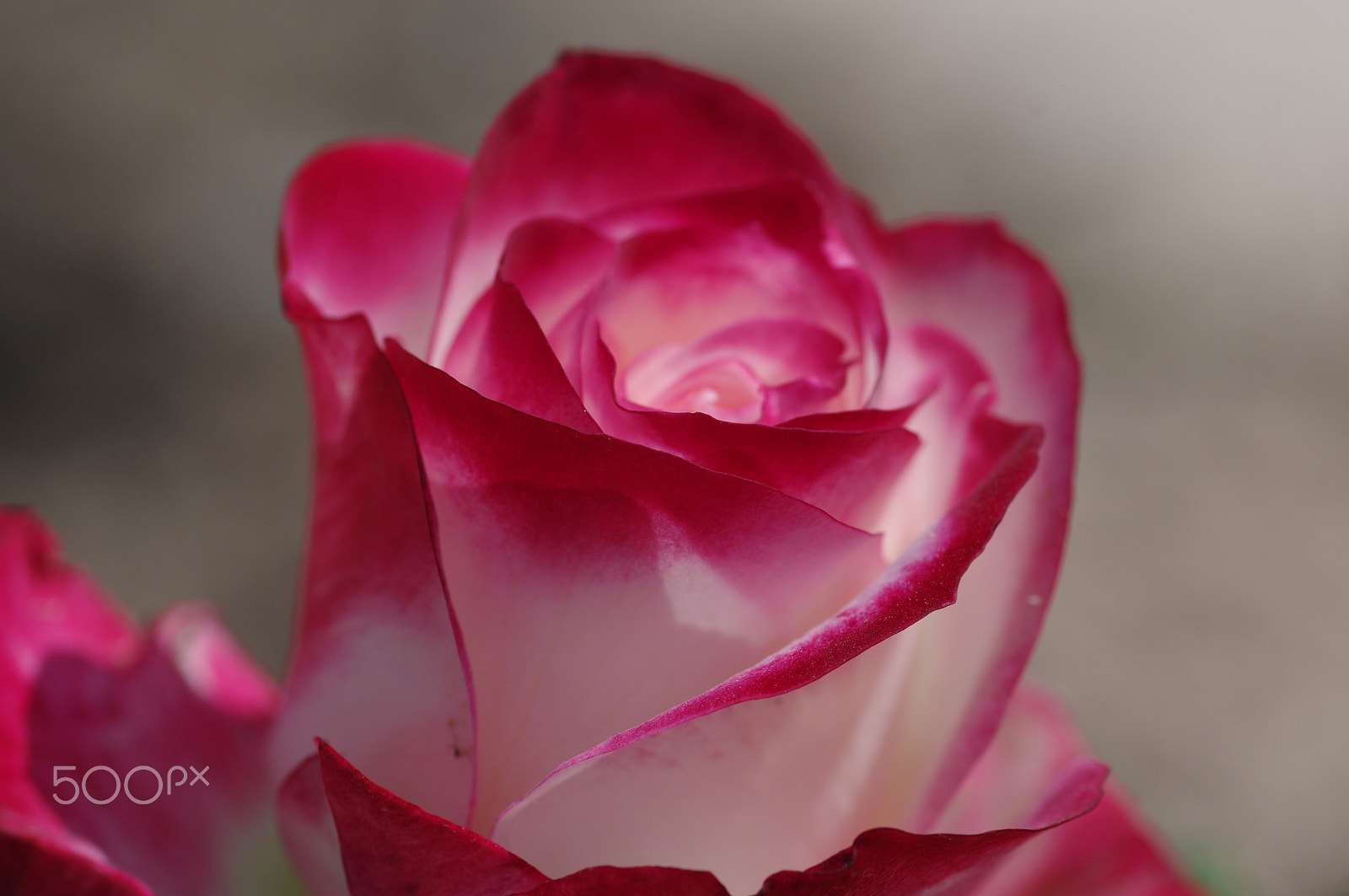 Pentax smc D-FA 100mm F2.8 Macro WR sample photo. Rose photography