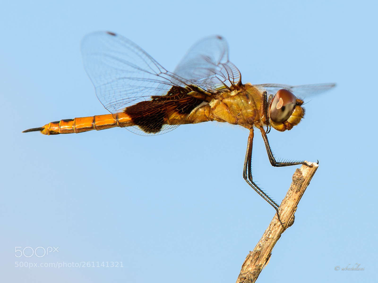 Nikon D810 sample photo. Mbs photography