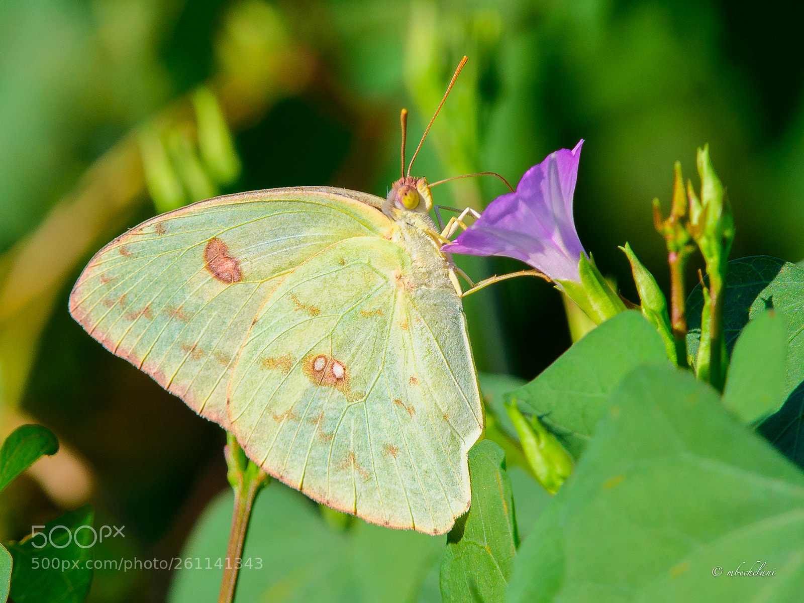 Nikon D810 sample photo. Mbs photography