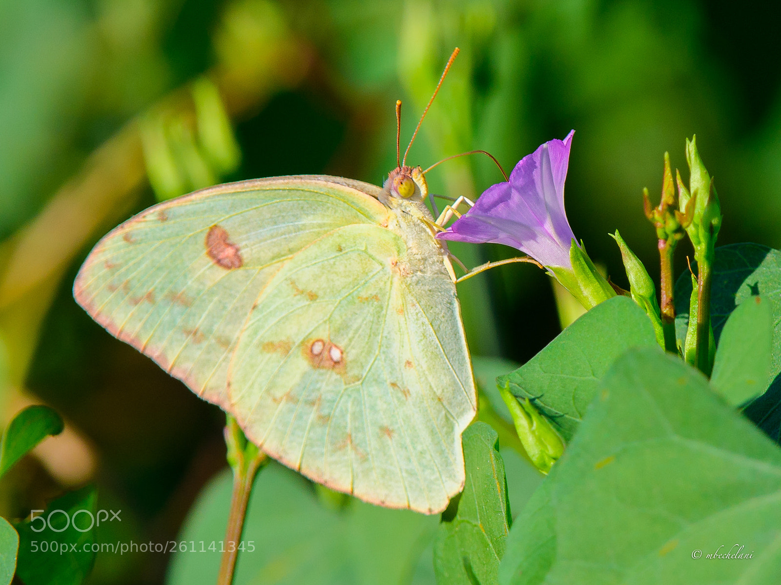 Nikon D810 sample photo. Mbs photography