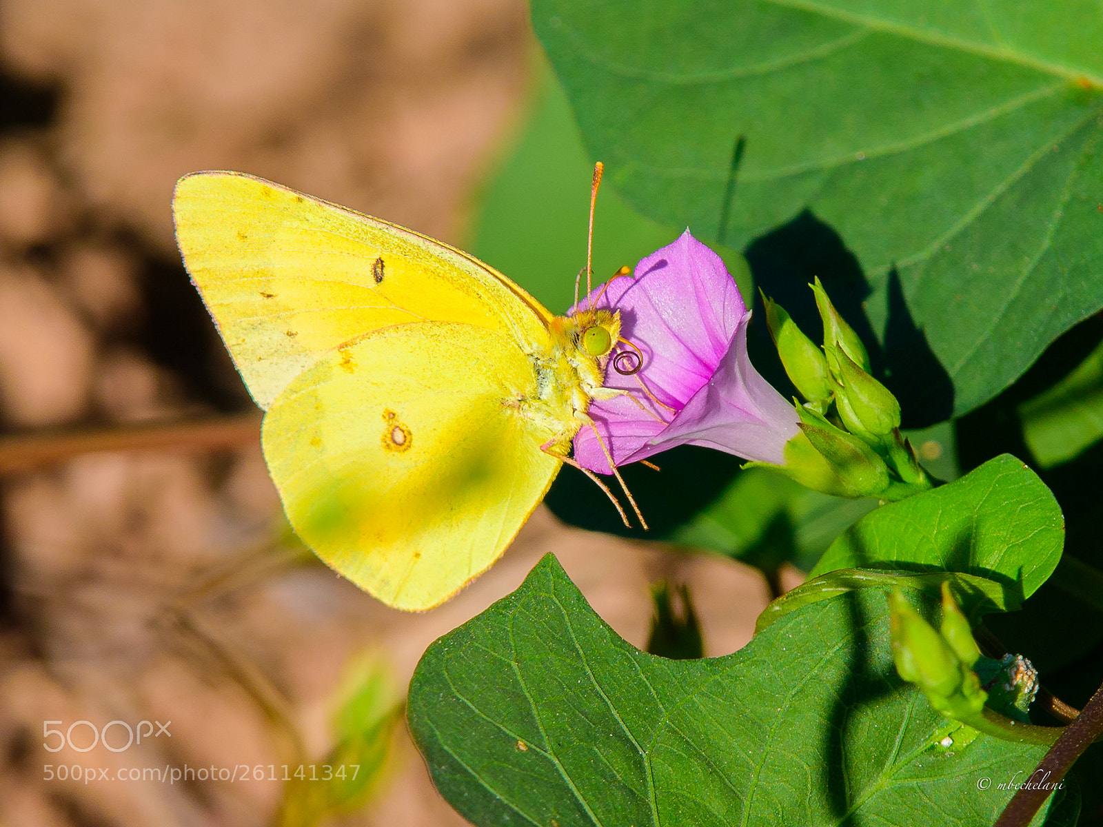 Nikon D810 sample photo. Mbs photography