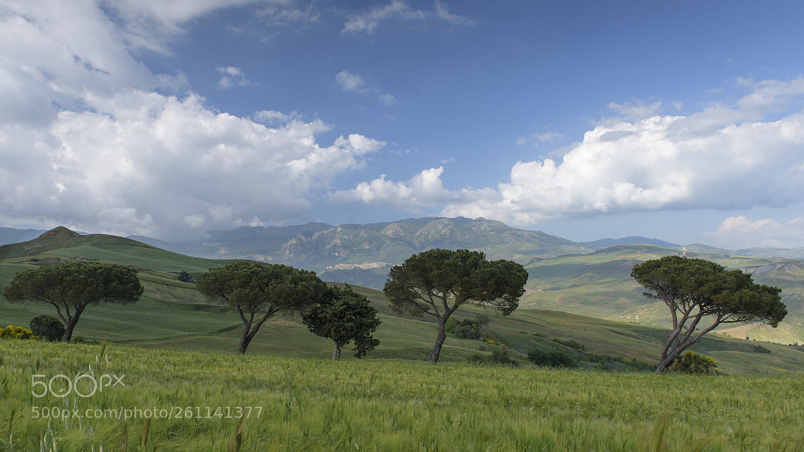 Nikon D750 sample photo. Trees of sicily #7 photography