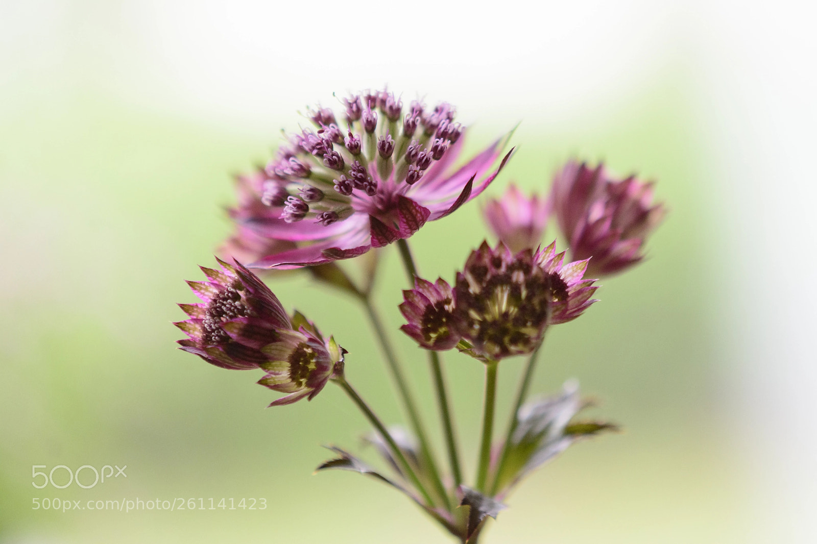 Nikon D7100 sample photo. Astrantia major photography