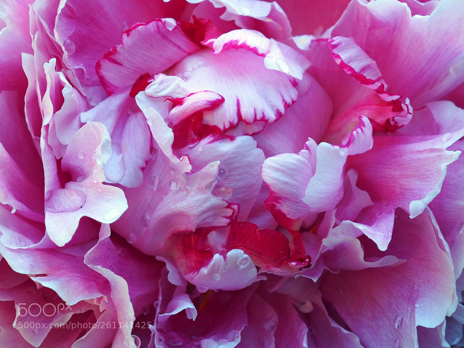 Olympus OM-D E-M5 II sample photo. Peony with water drops photography