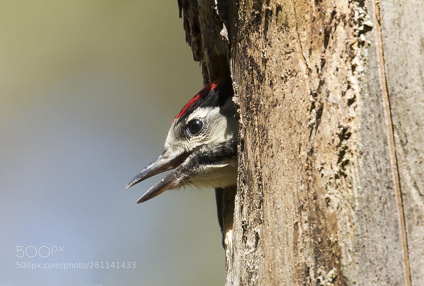 Canon EOS-1D X sample photo. Great spotted woodpecker photography