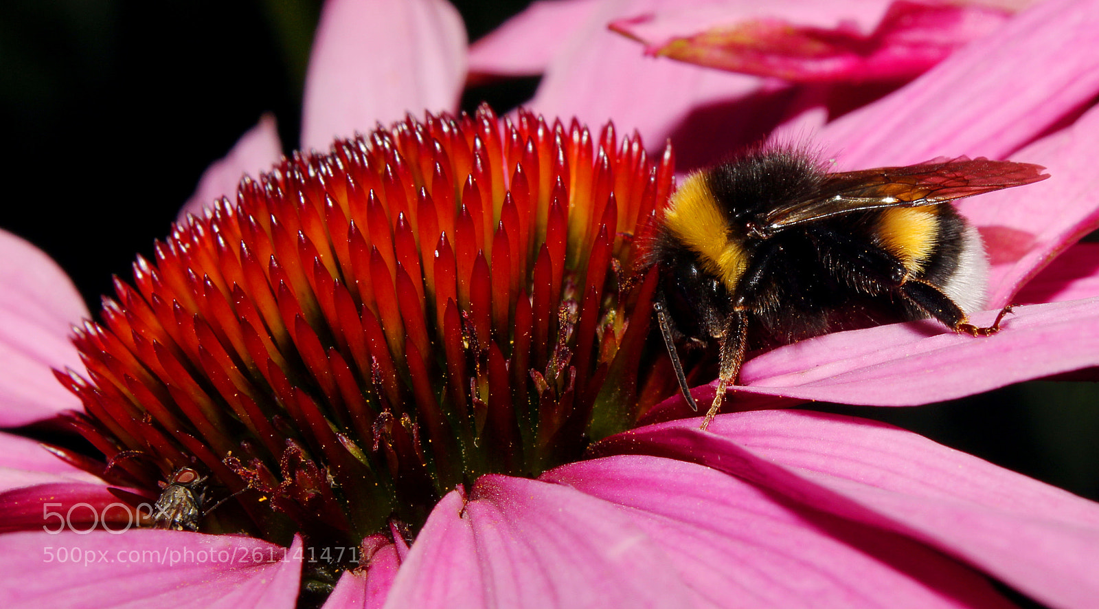Canon EOS 1300D (EOS Rebel T6 / EOS Kiss X80) sample photo. A fly, a bumblebee photography