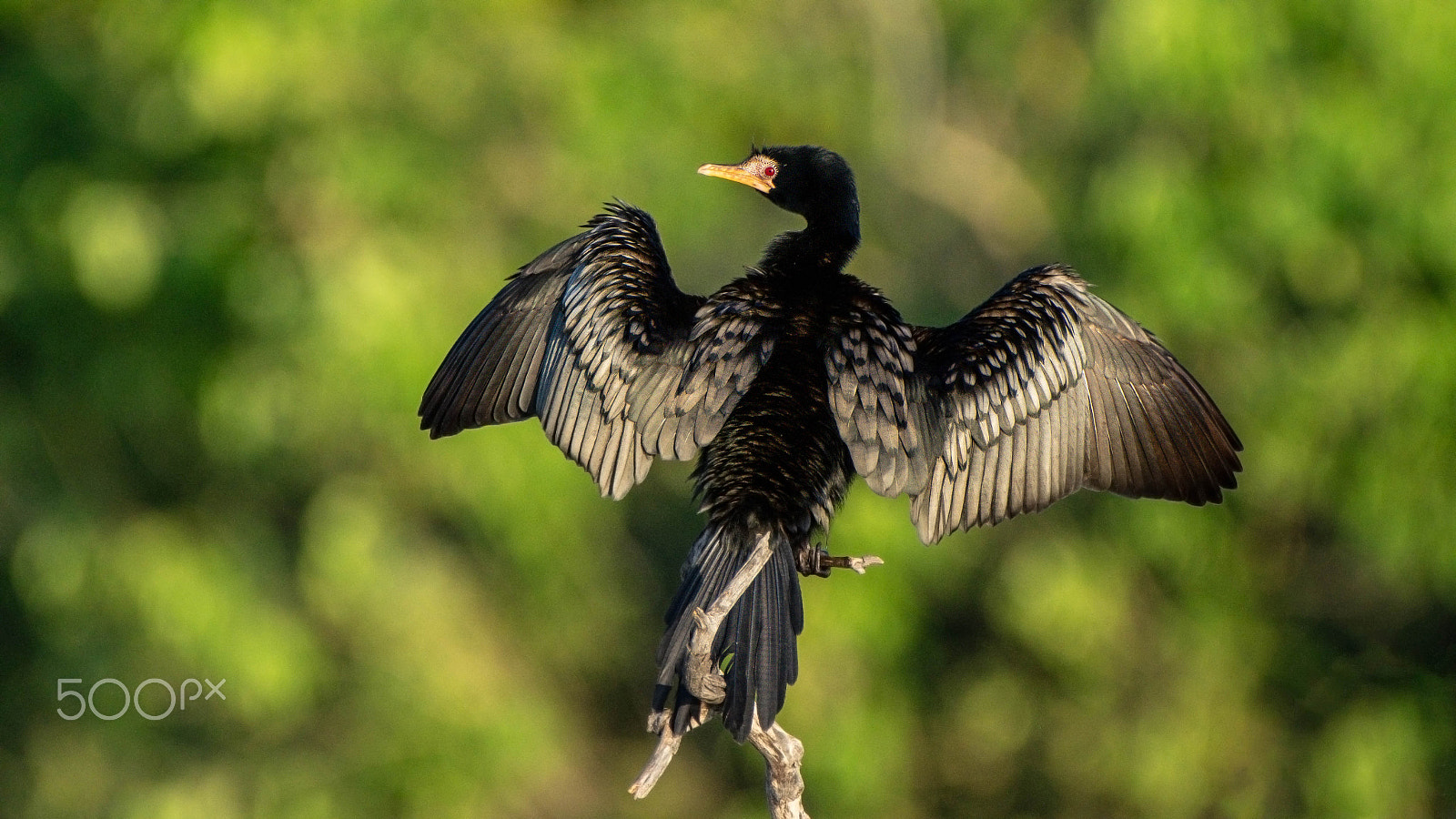 Pentax K-3 II sample photo. Kormorant, chobe river photography