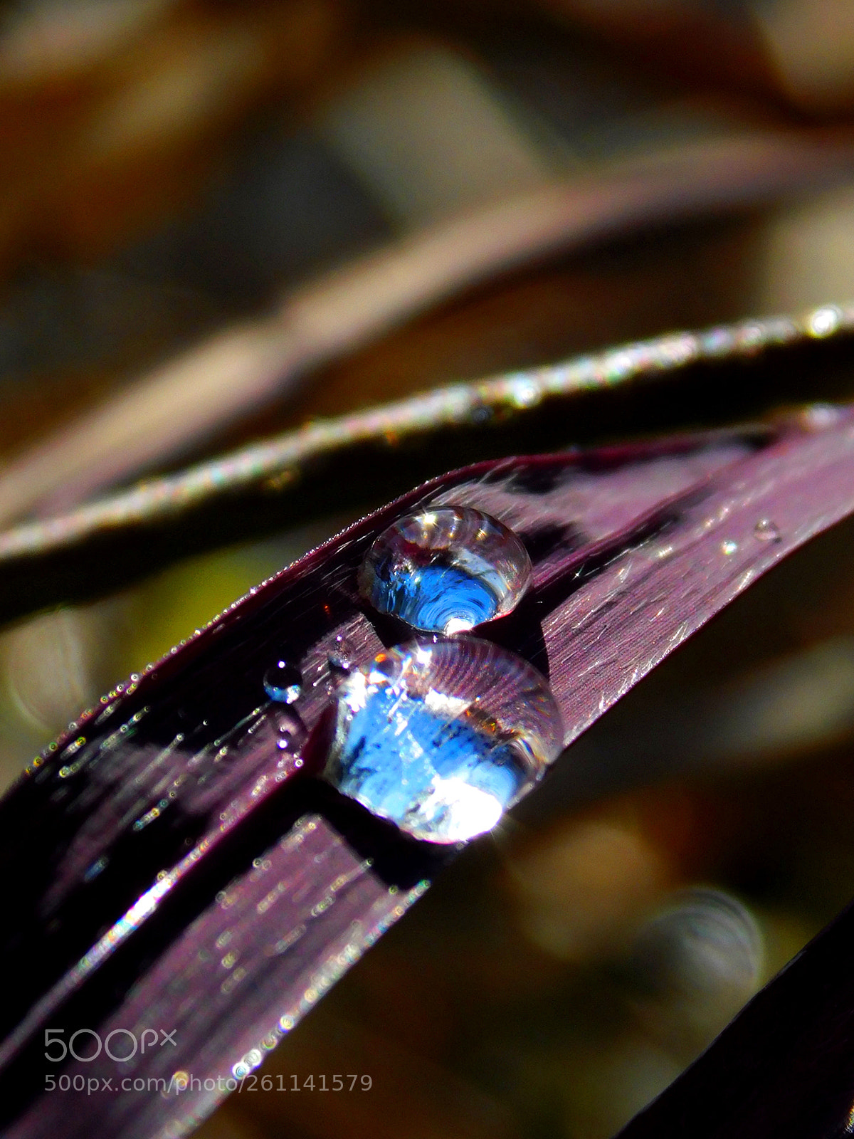 Nikon Coolpix B500 sample photo. Blues in your eyes photography