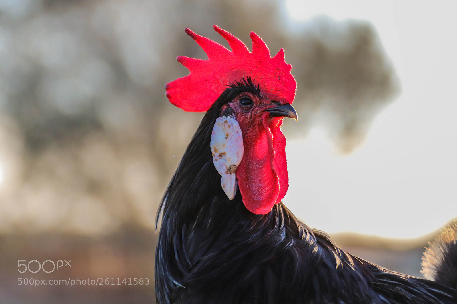 Canon EOS 77D (EOS 9000D / EOS 770D) sample photo. Whats up! photography