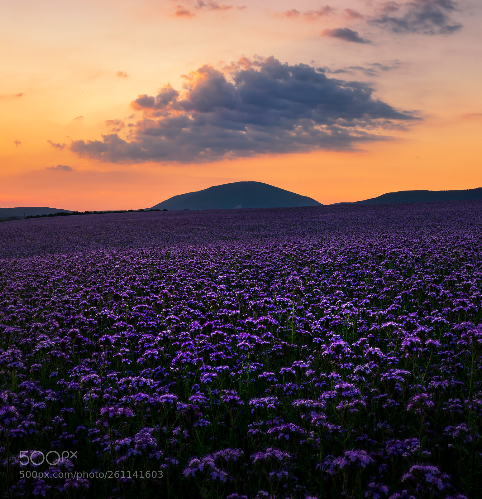Sony a7 II sample photo. Phacelia field with pilis photography