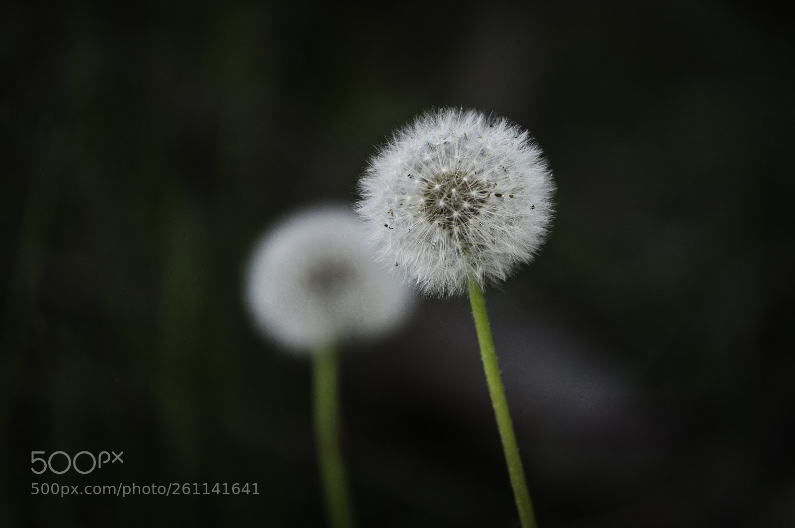 Canon EOS 6D sample photo. Dandelion flower photography