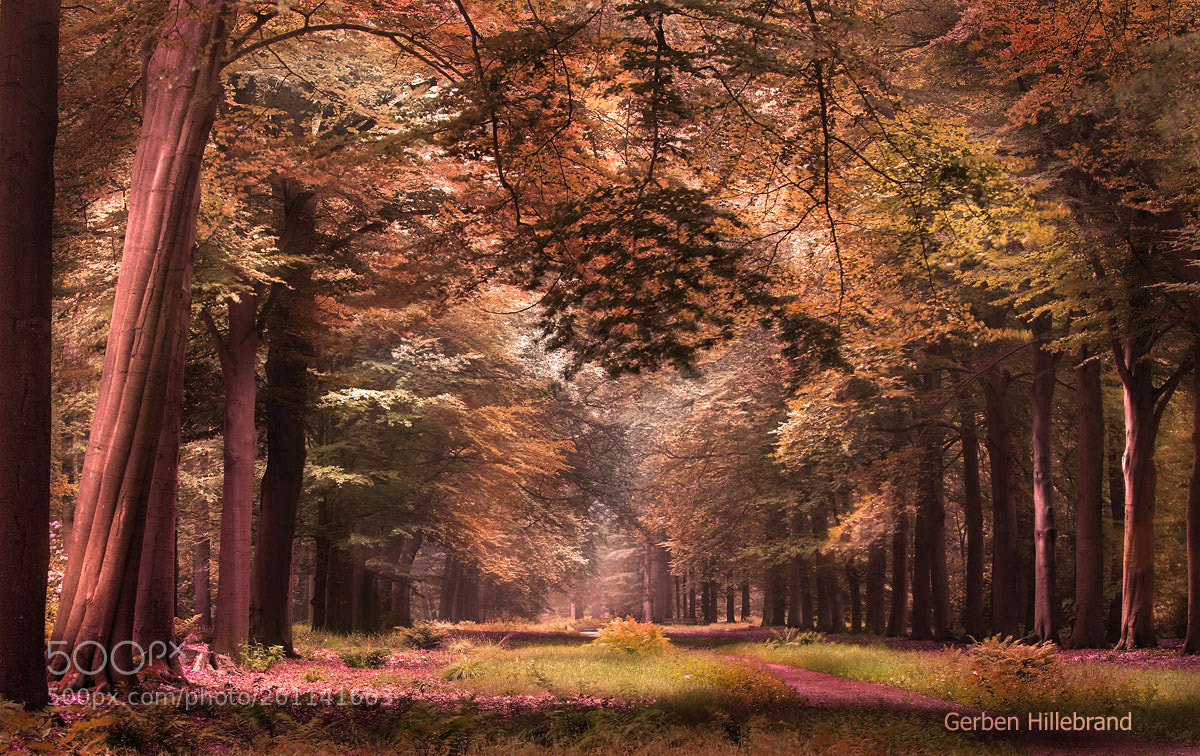 Canon EOS 7D sample photo. Early autumn photography