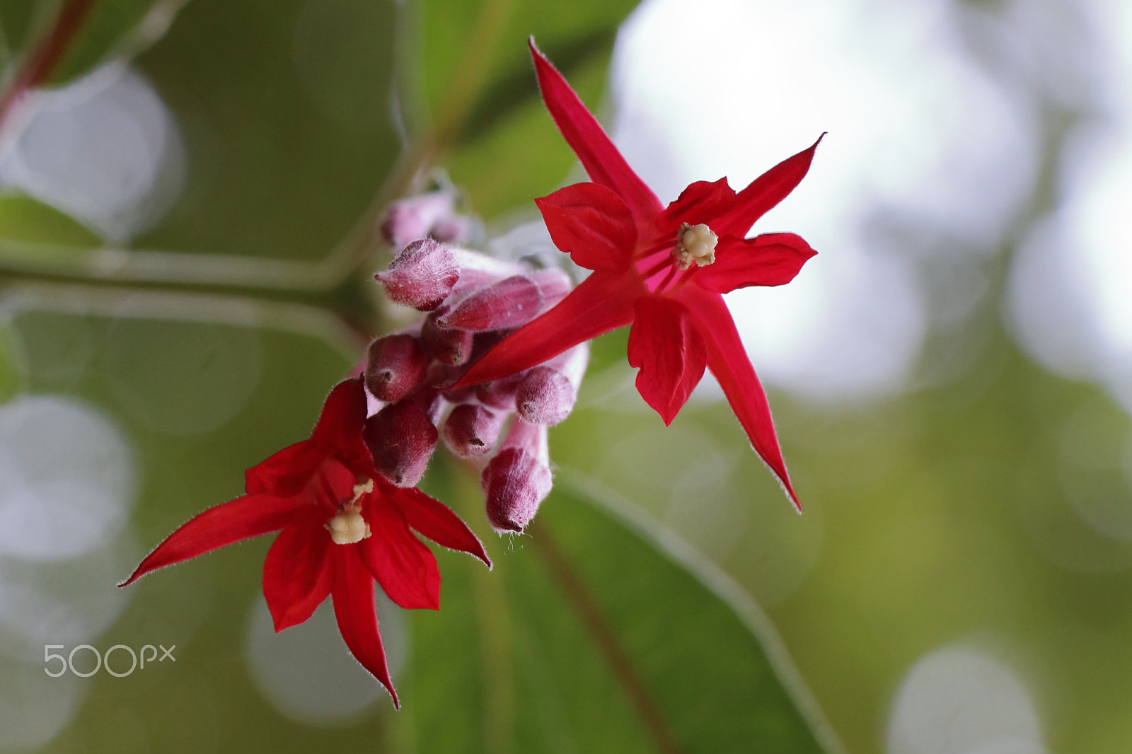 Canon EOS 80D sample photo. Red photography