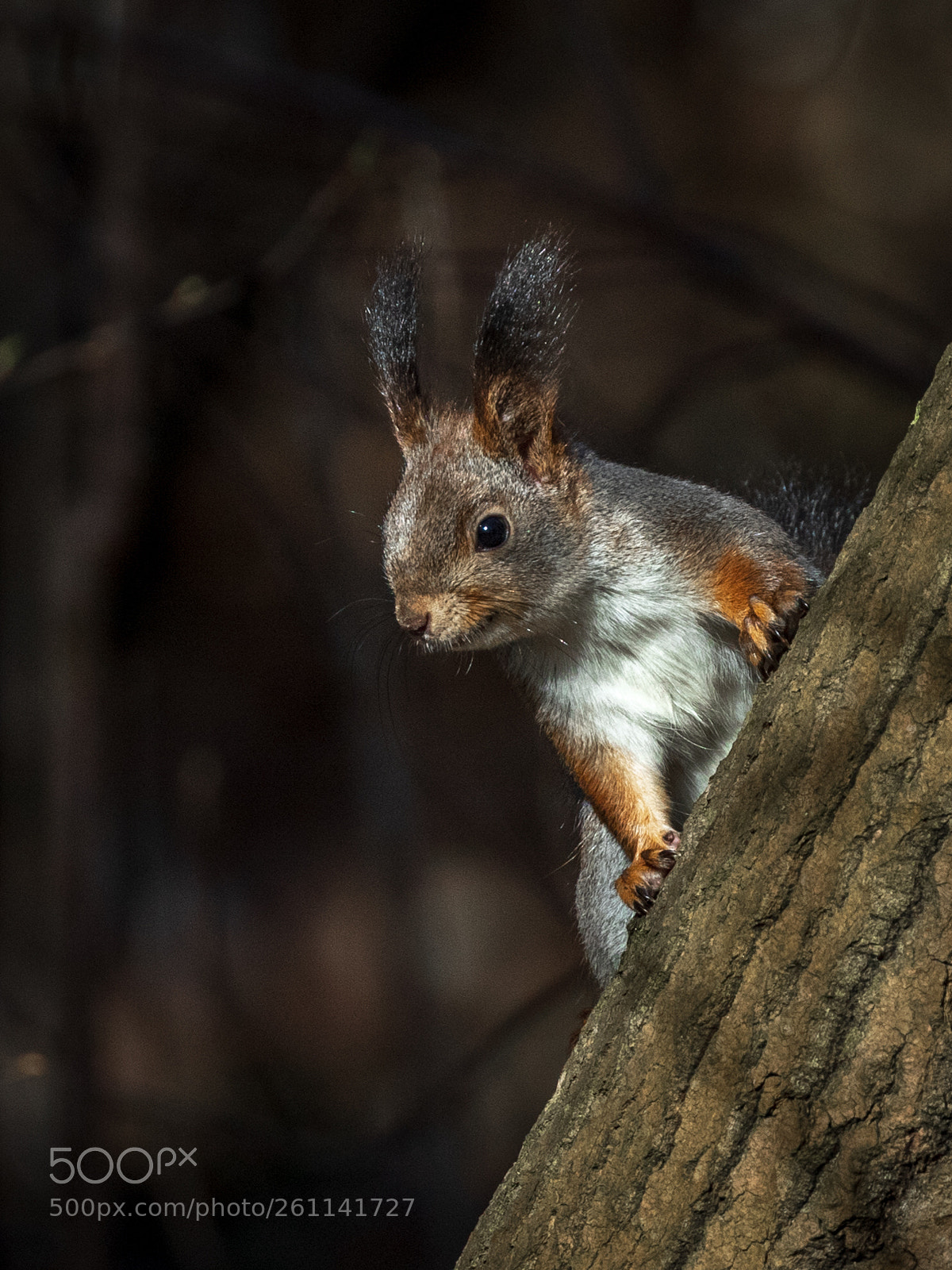 Canon EOS 7D Mark II sample photo. Squirrel photography