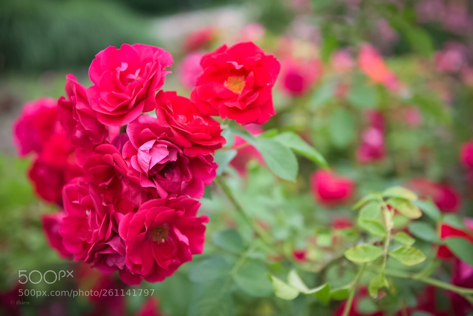 Nikon D750 sample photo. Red roses  photography