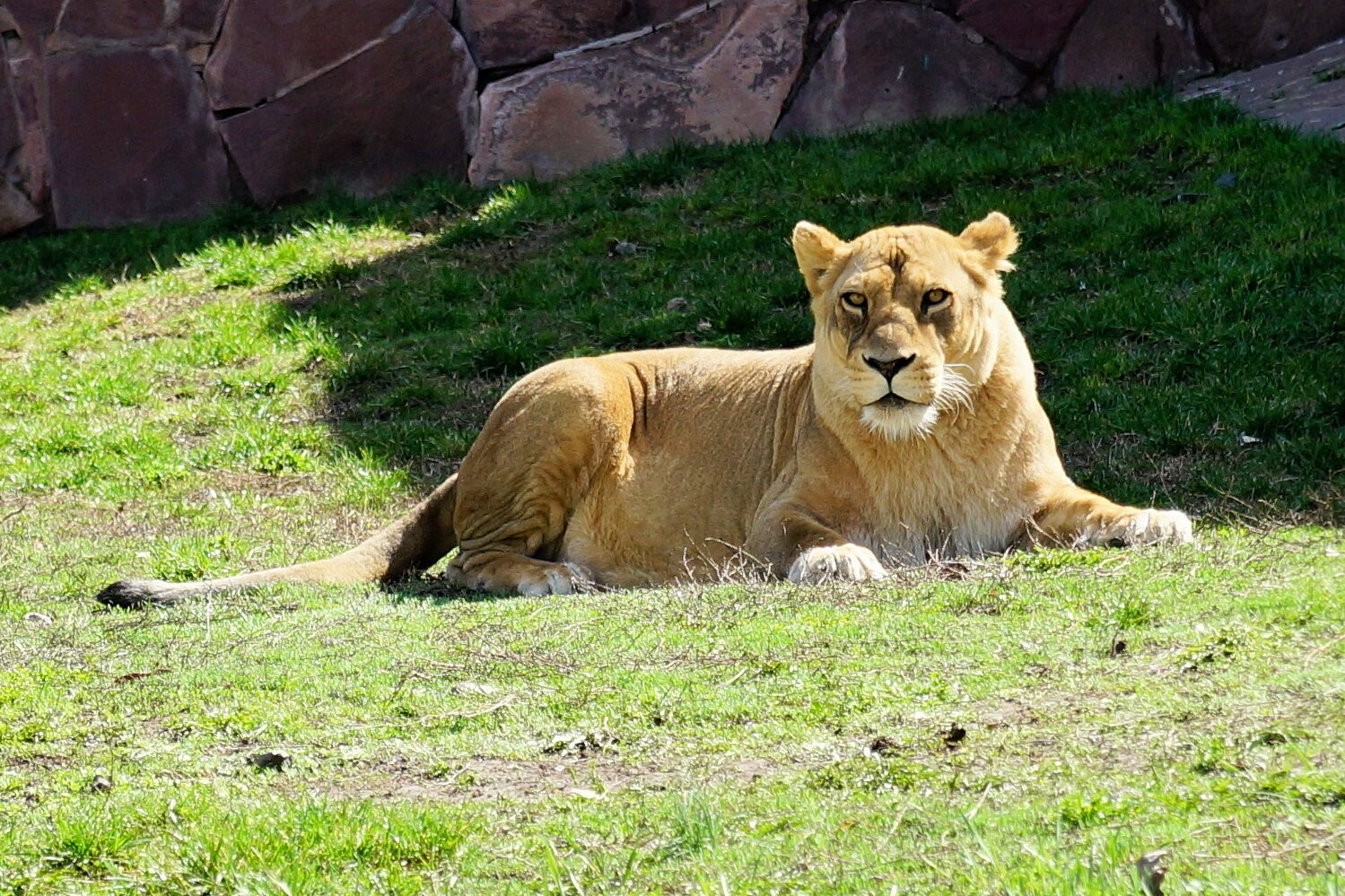 Sony a99 II sample photo. Zoo photography