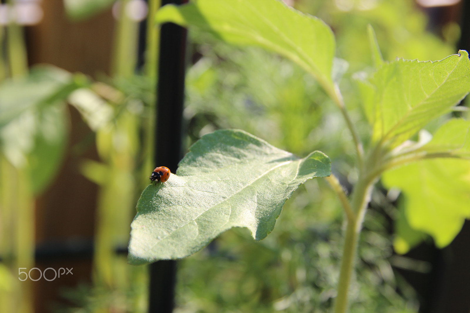 Canon EOS 600D (Rebel EOS T3i / EOS Kiss X5) sample photo. Ladybug crawls photography