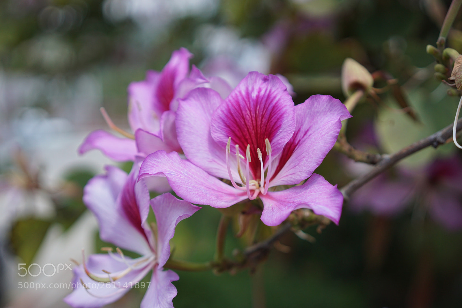 Sony a6000 sample photo. Bloom 1 photography