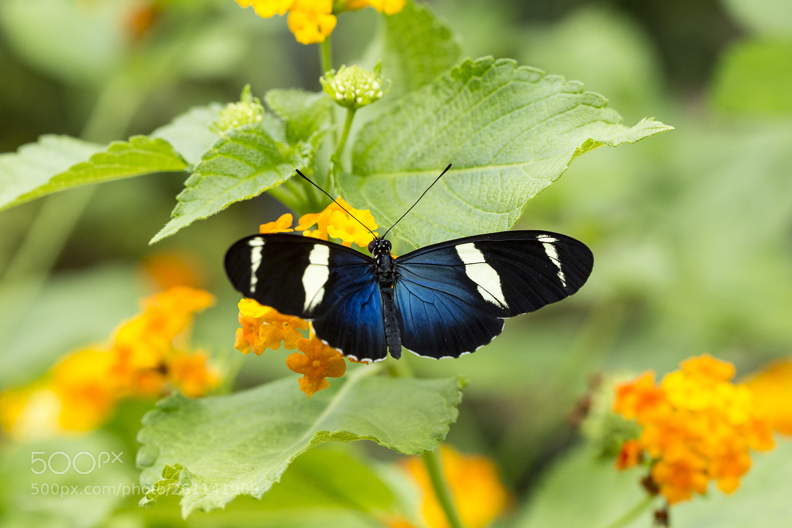 Canon EOS 6D sample photo. Papillon photography
