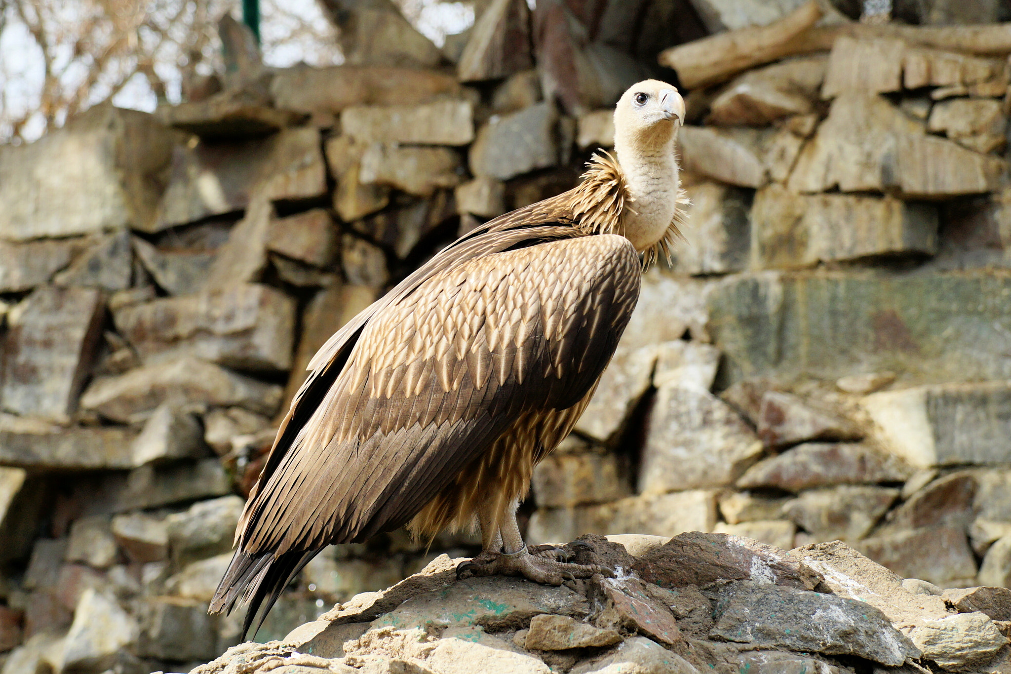 Sony a99 II sample photo. Bird photography