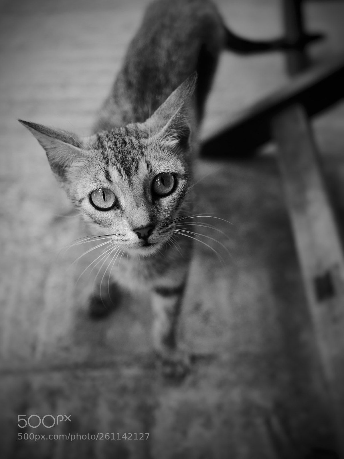 Panasonic Lumix DMC-GX85 (Lumix DMC-GX80 / Lumix DMC-GX7 Mark II) sample photo. Cabanon’s cat photography