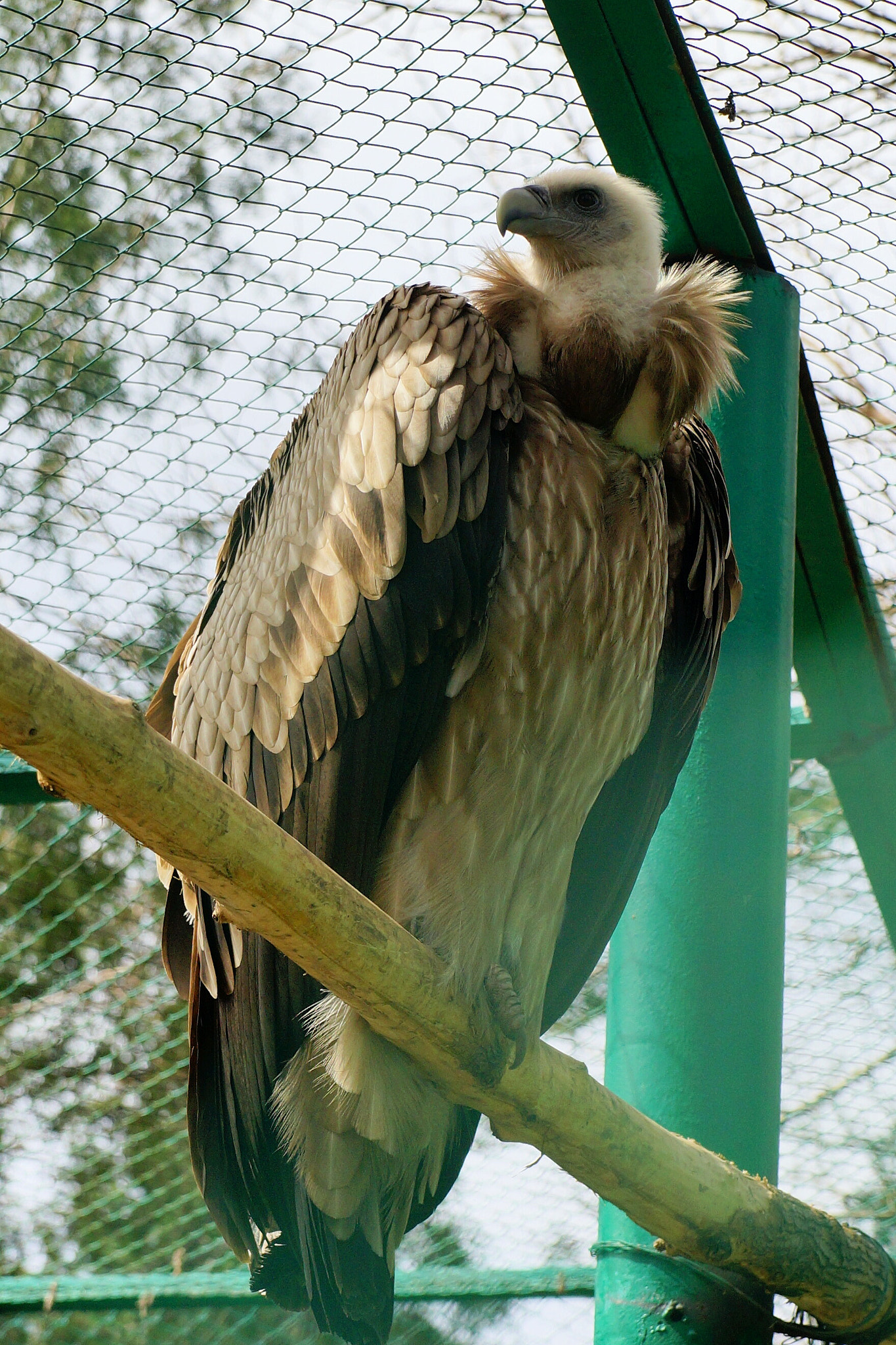 Sony a99 II sample photo. Bird photography