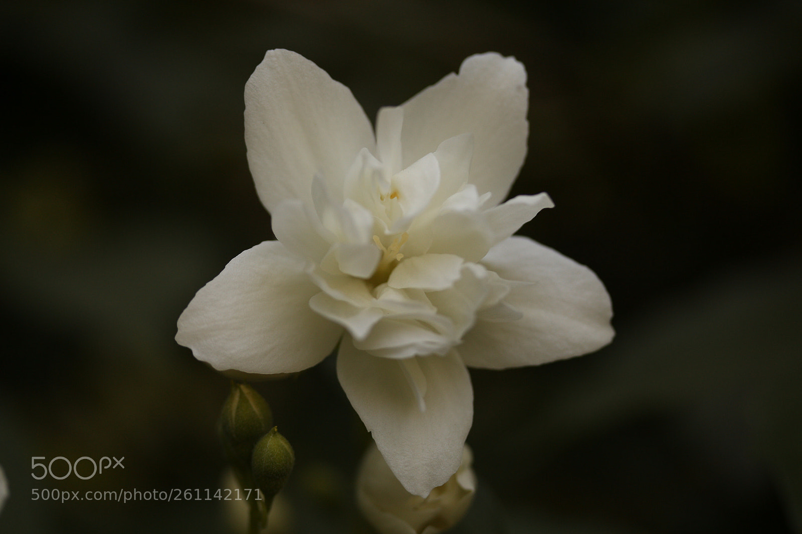 Canon EF-S 60mm F2.8 Macro USM sample photo. White top has launched photography