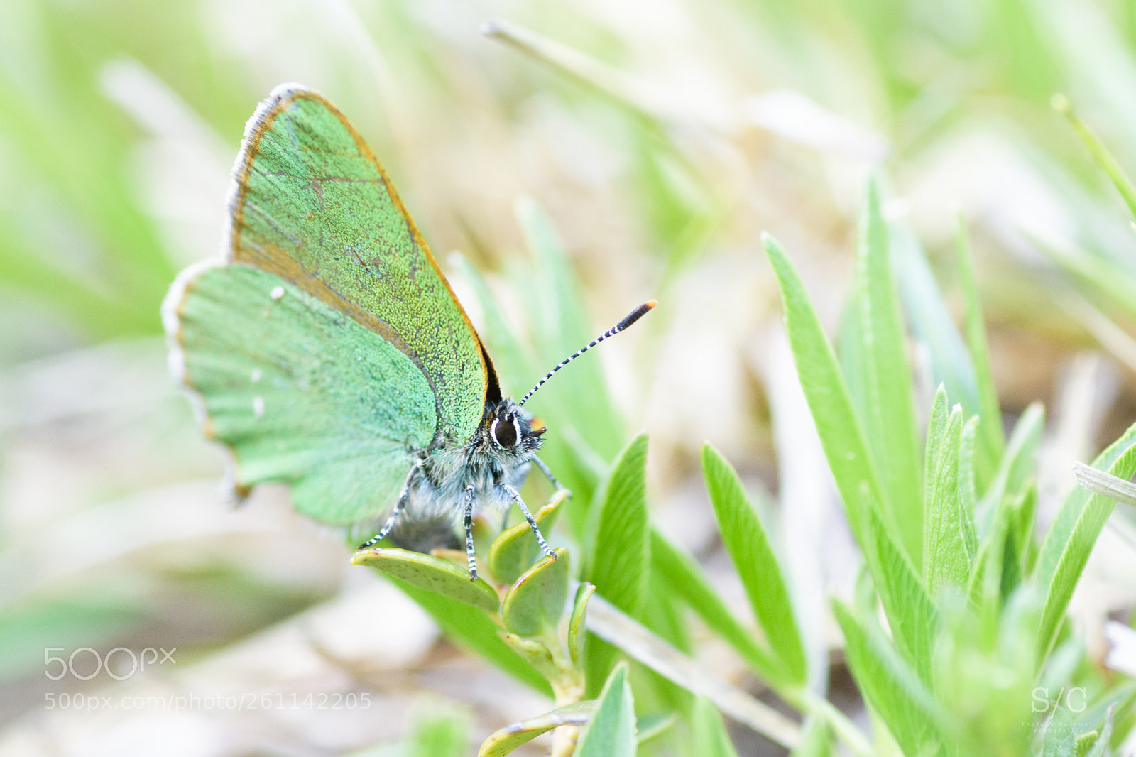 Nikon D7200 sample photo. Butterfly #20 photography