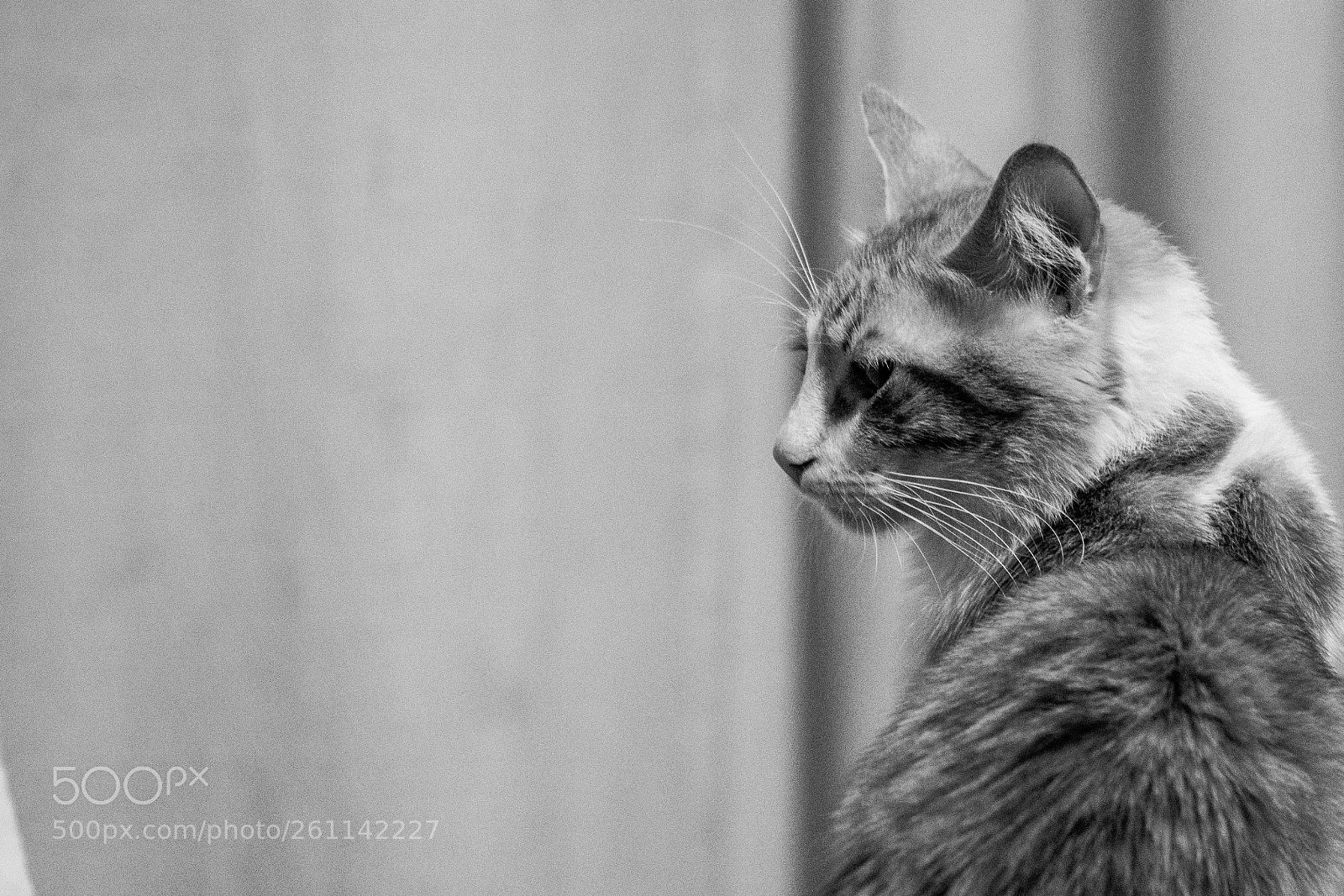Canon EOS 1300D (EOS Rebel T6 / EOS Kiss X80) sample photo. Attitude photography