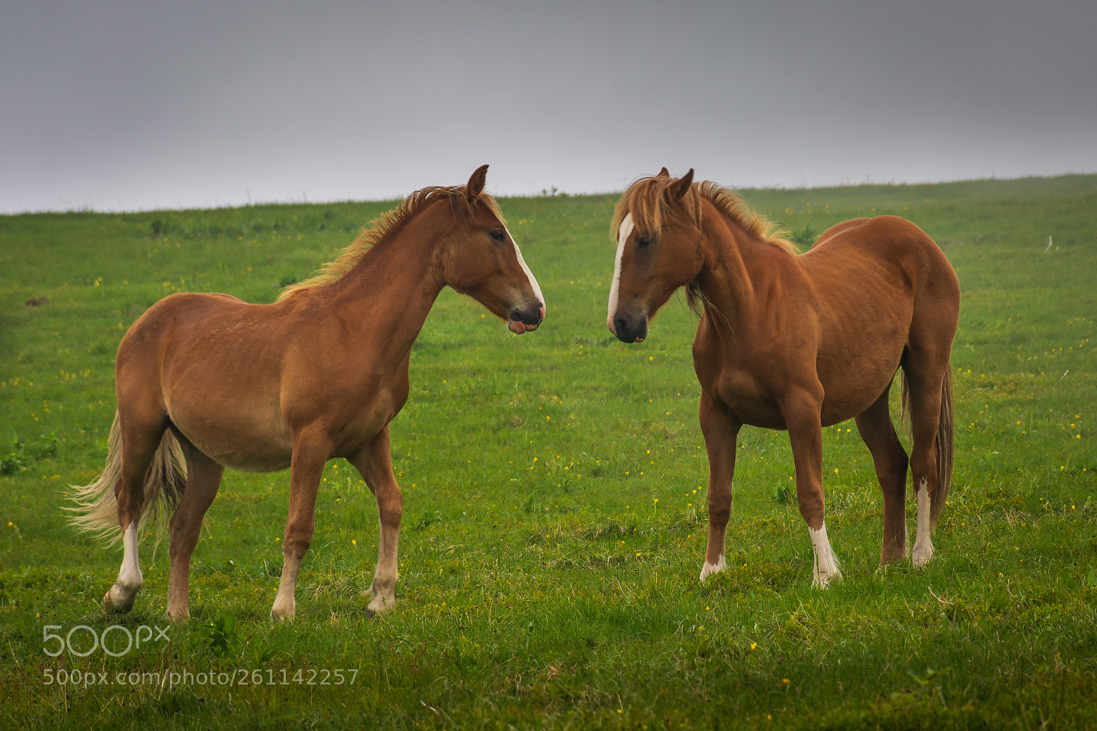 Nikon D7100 sample photo. Two horses in a photography