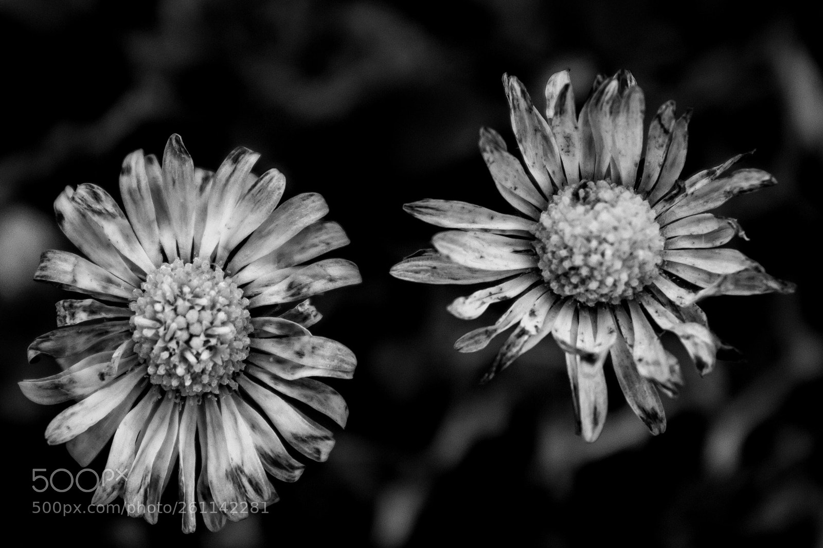 Canon EOS 1300D (EOS Rebel T6 / EOS Kiss X80) sample photo. Daisies in black and photography