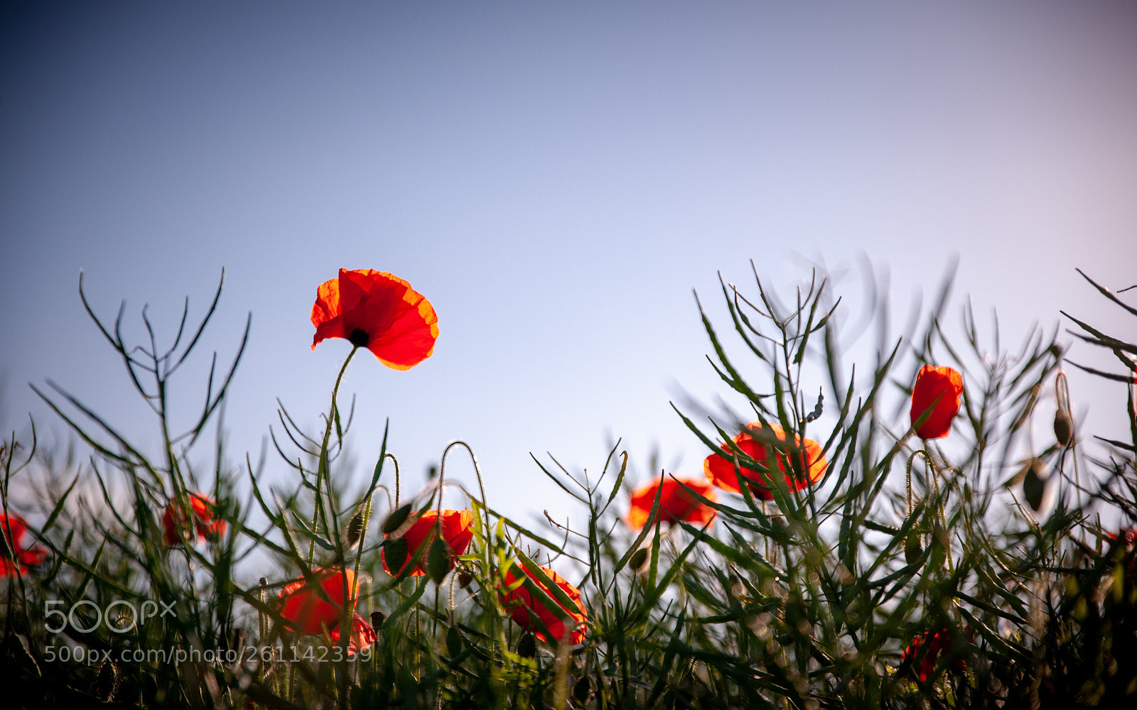 Nikon D700 sample photo. Poppies in an oil photography